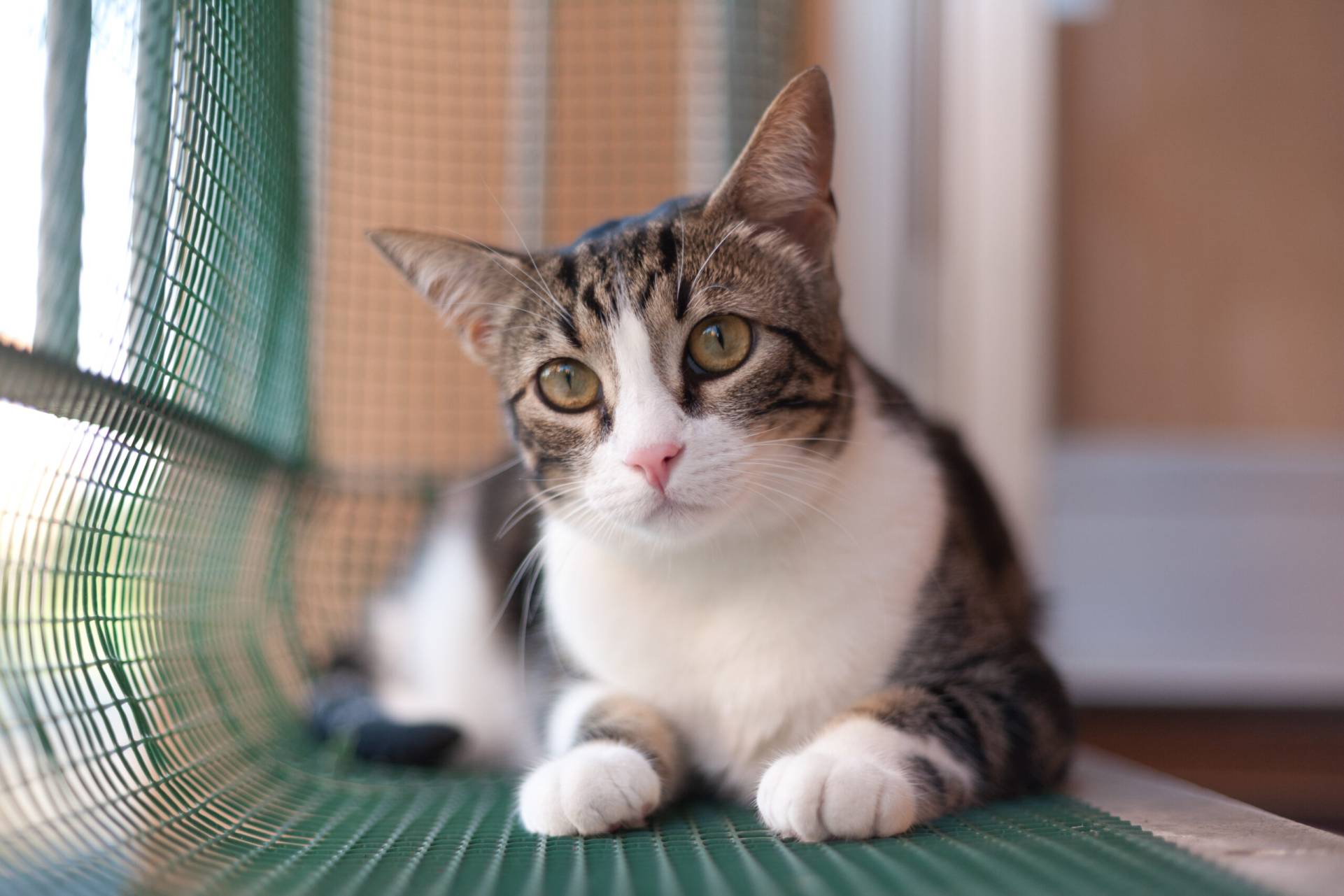gatto su balcone con rete di protezione