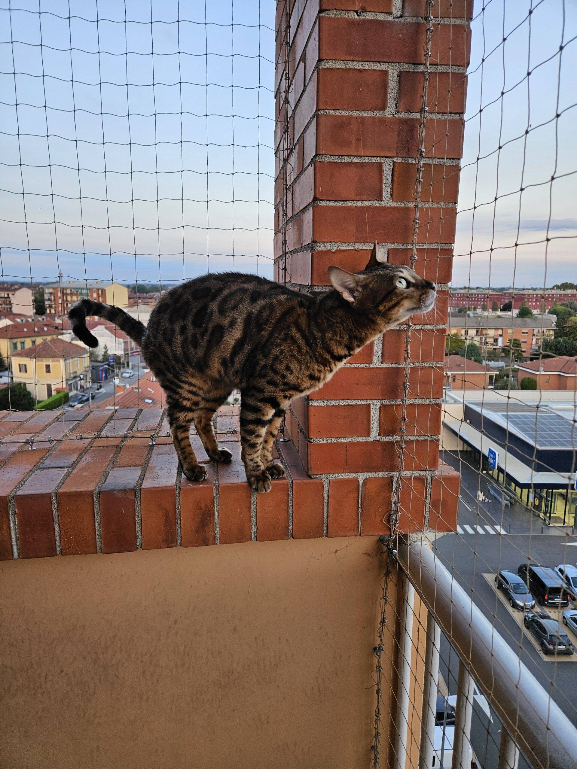 cane con rete di protezione